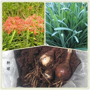 实效