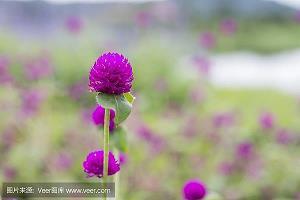 森凉