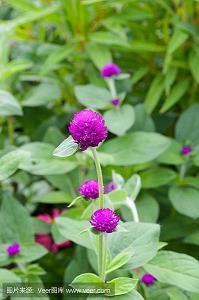 盈肠