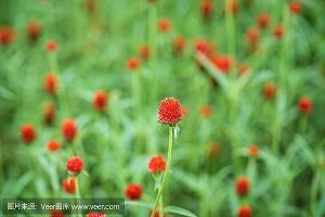 疏梦