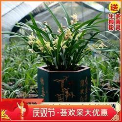疏忌