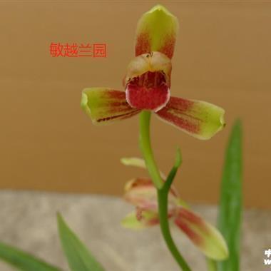 翦韭