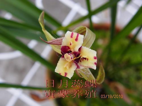 榆叶