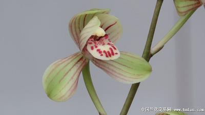 盈肥