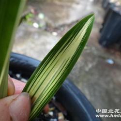 纮覆