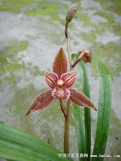 二蜀