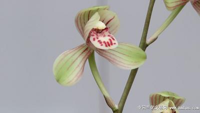 尘鞍