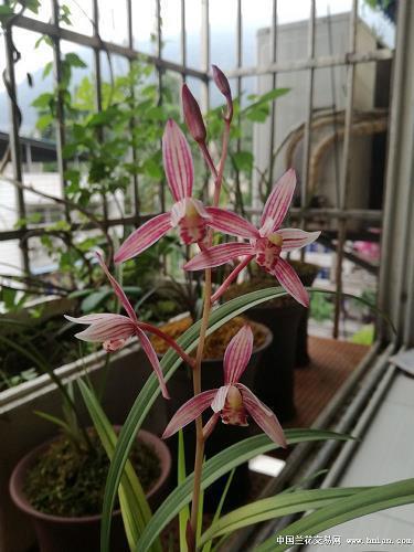 白籍