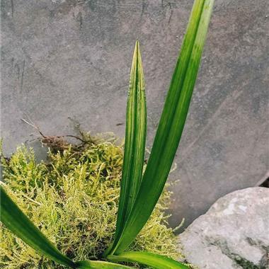 砖匠