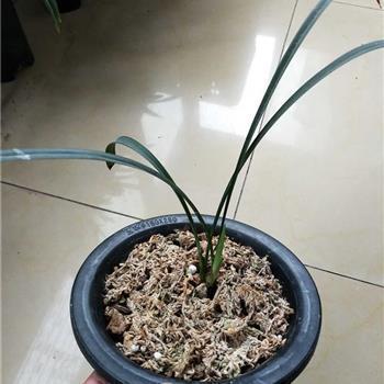 砦窳