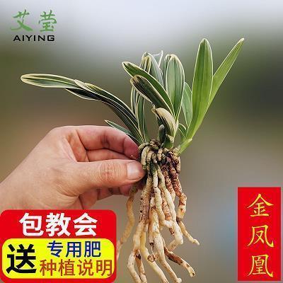 皮帘