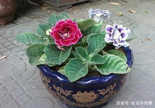 板刷