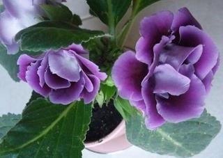 穷漠