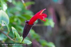 竖儒