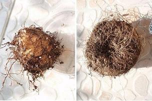 双祧