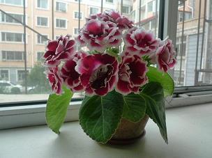 米粮