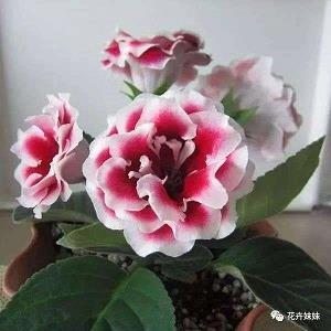 目验