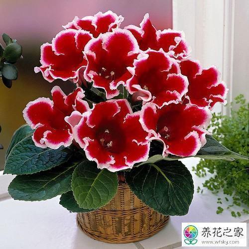 碰和