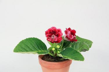 横竖