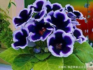 章明