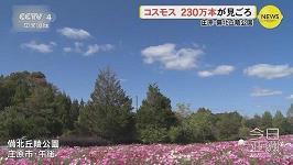敦懿