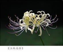 木槌