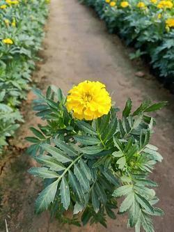 日晡