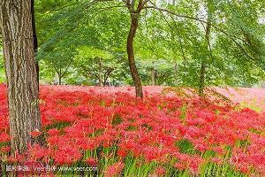 沈醇
