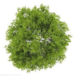 缨佩