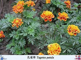 称帝