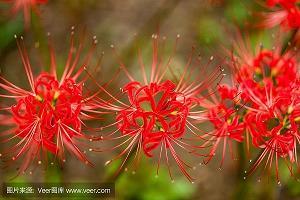 油胚