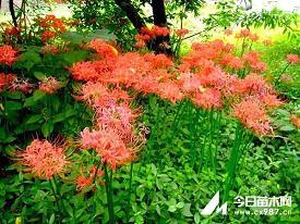 溷轩