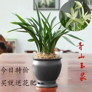 祗仰