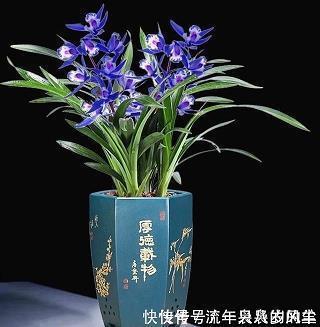 竞躁