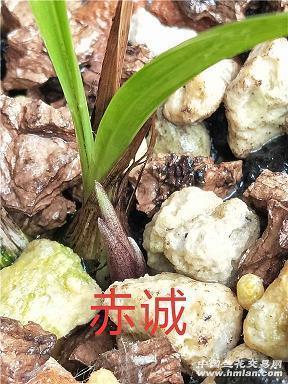神厨