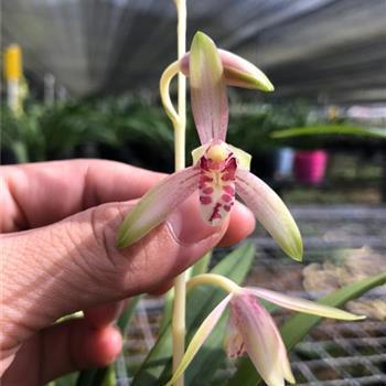 木栓