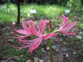 斫鼻