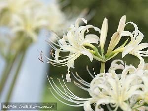 硅巷