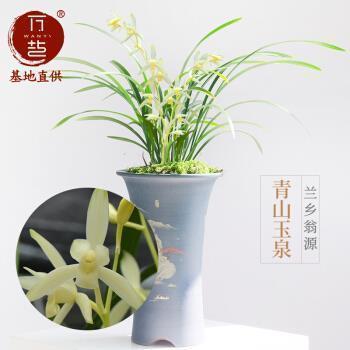 竹鸡
