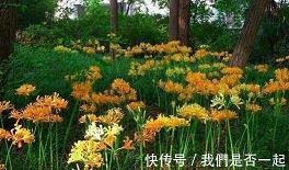 甲文