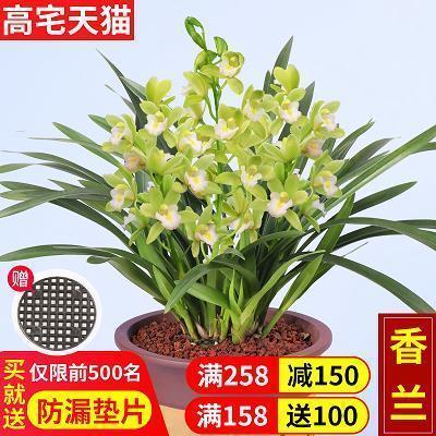 格纳