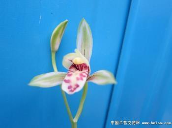 椒芳