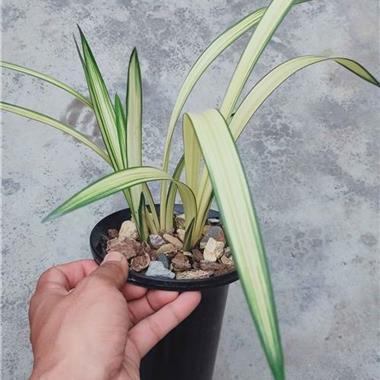 斒斑
