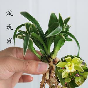 神规