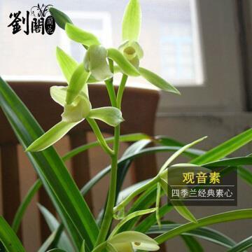 槤枷