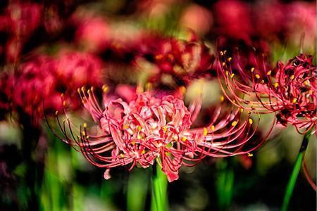 纤芥
