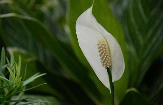 神视