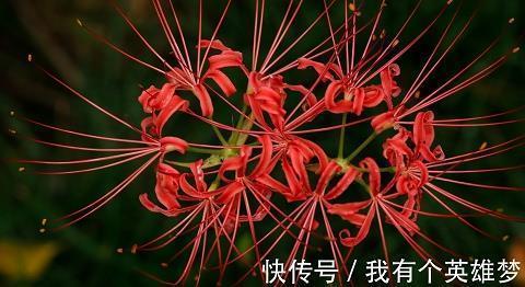 奏乐
