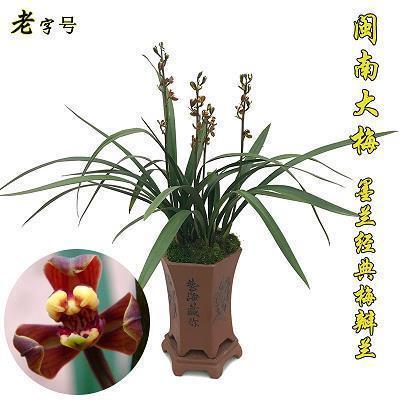 染缸