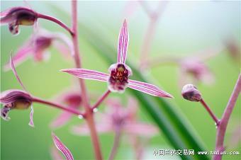立绒